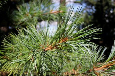 Pinus koraiensis 'Glauca' - borovice korejská - jehlice